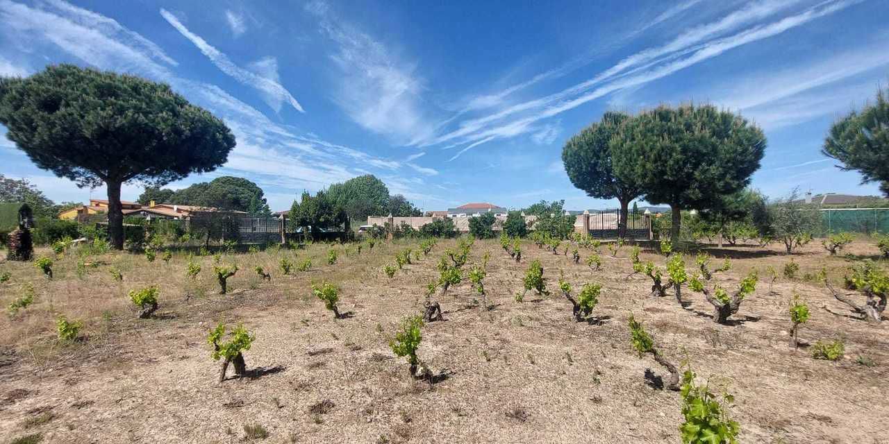 Terreno en venta  Pepino  1/1