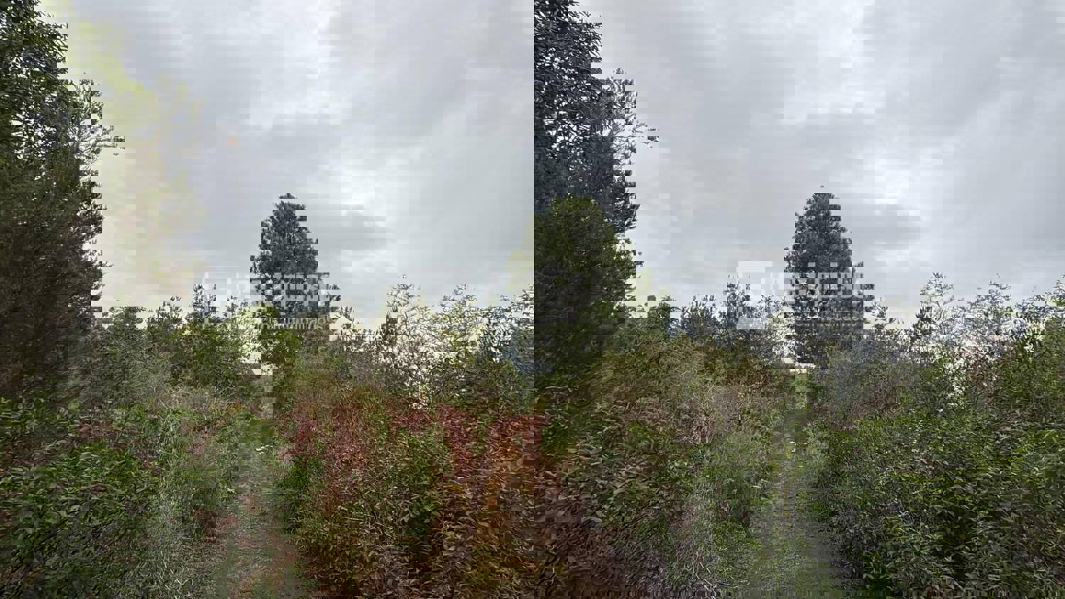 Casa en venta en  calle Redondo, Icod de los Vinos, Santa Cruz de Tenerife  6/40